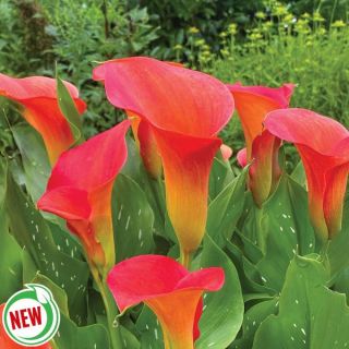Sunset Passion Giant Calla Lily Thumbnail